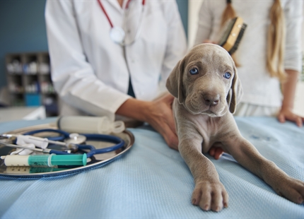 Why Humidify... For Veterinary Clinics